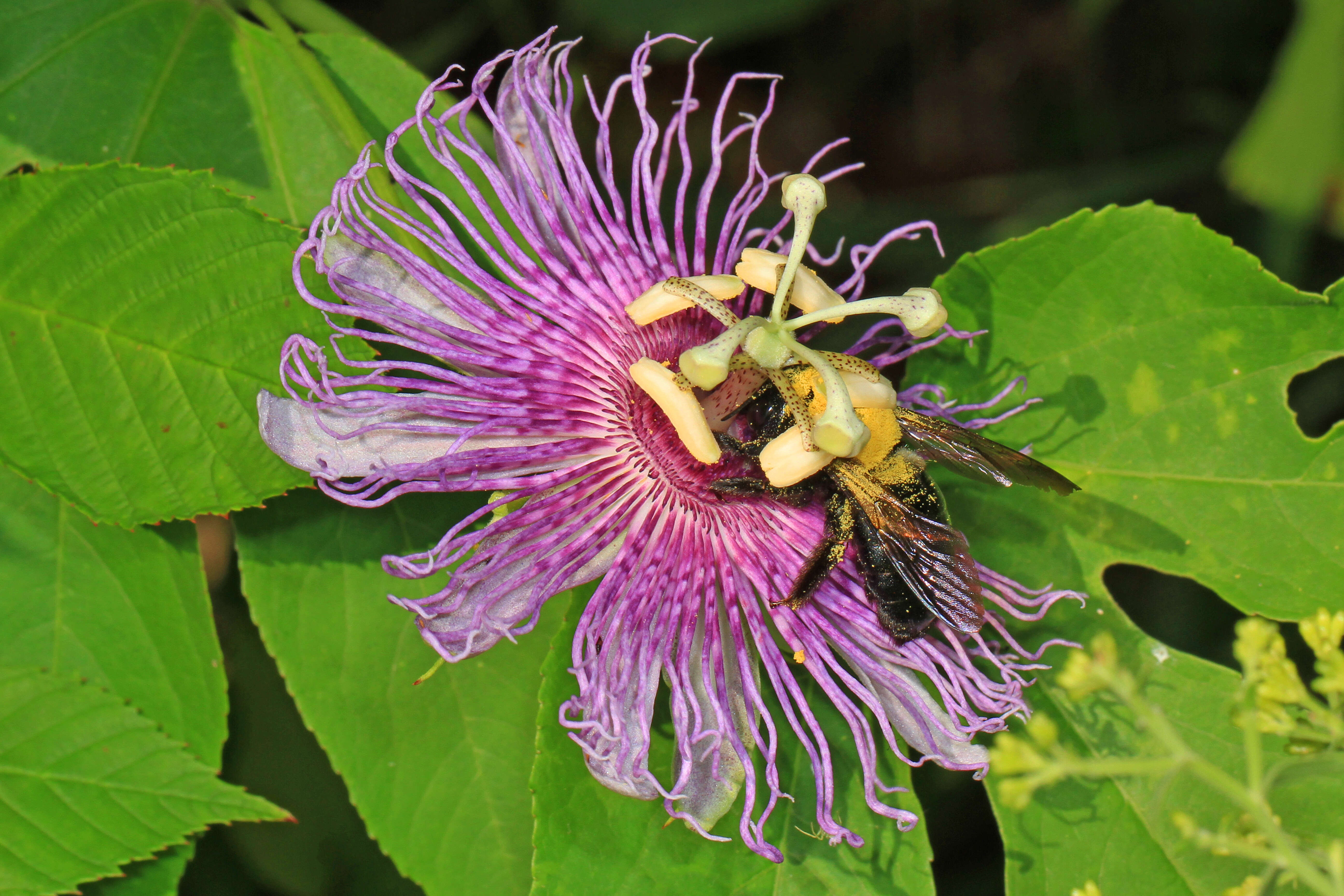 Image of Maypop