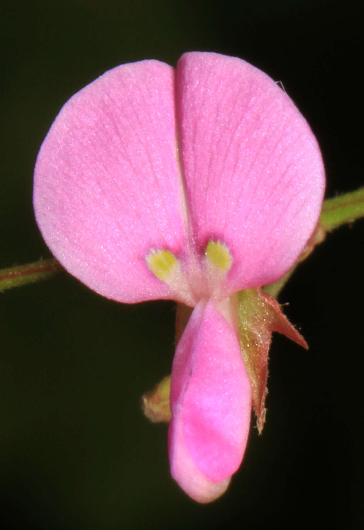 Image of panicledleaf ticktrefoil