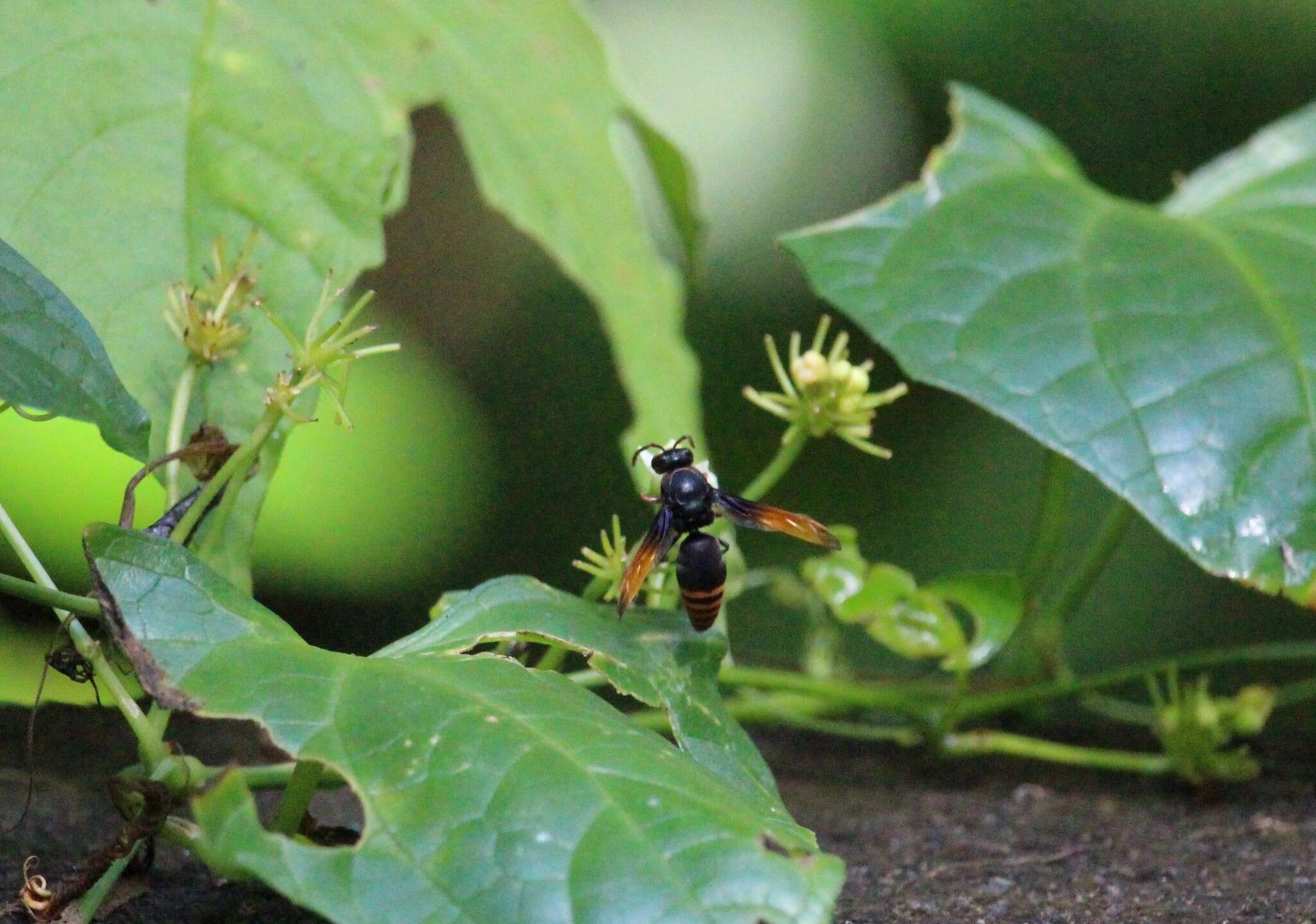 Rhynchium haemorrhoidale (Fabricius 1775)的圖片