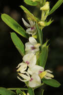 Image of bicolor lespedeza