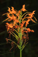 Image of Yellow fringed orchid