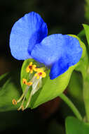 Image of Asiatic dayflower