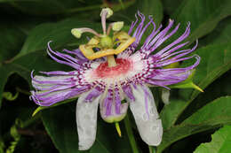 Plancia ëd Passiflora incarnata L.