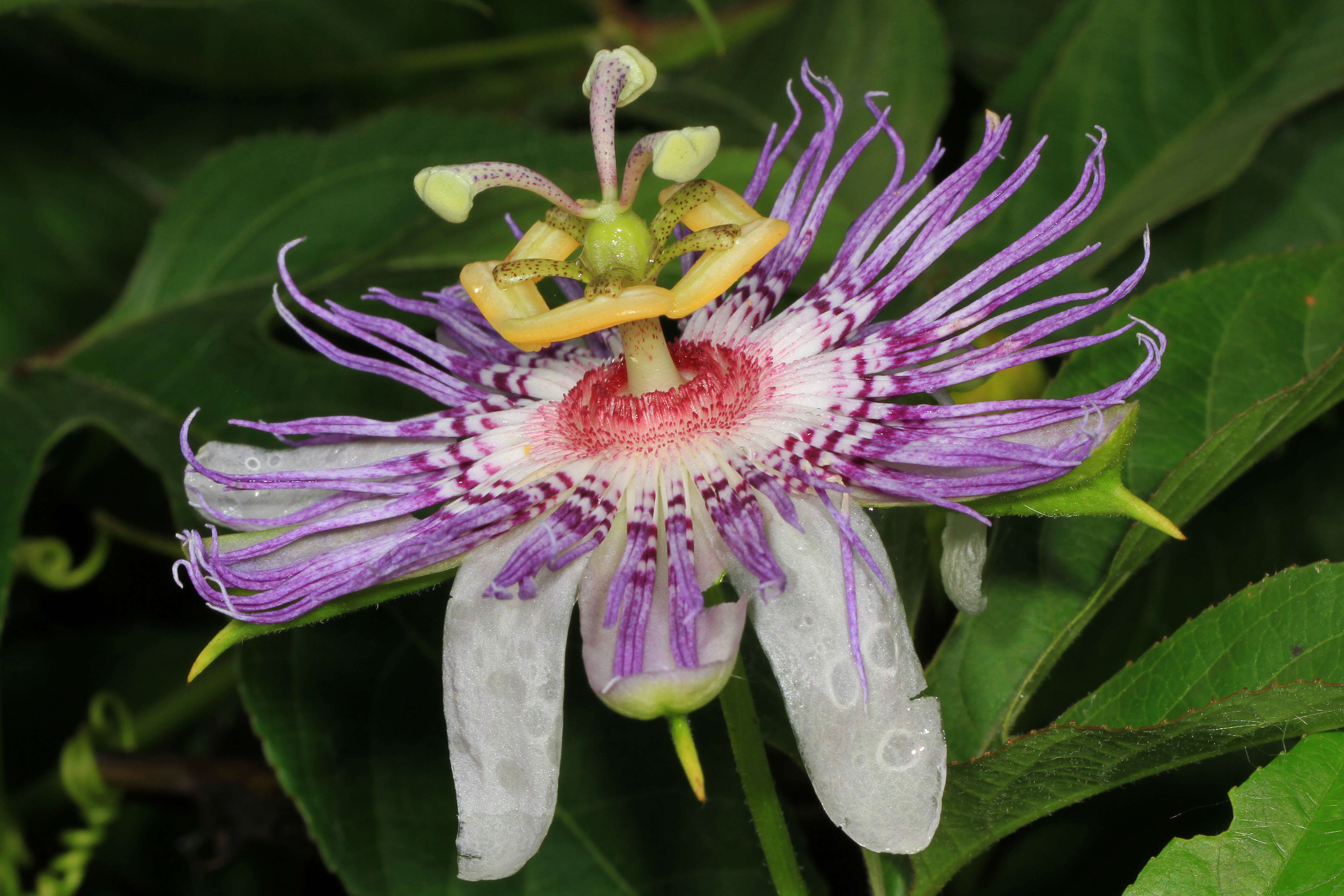 Image of Maypop