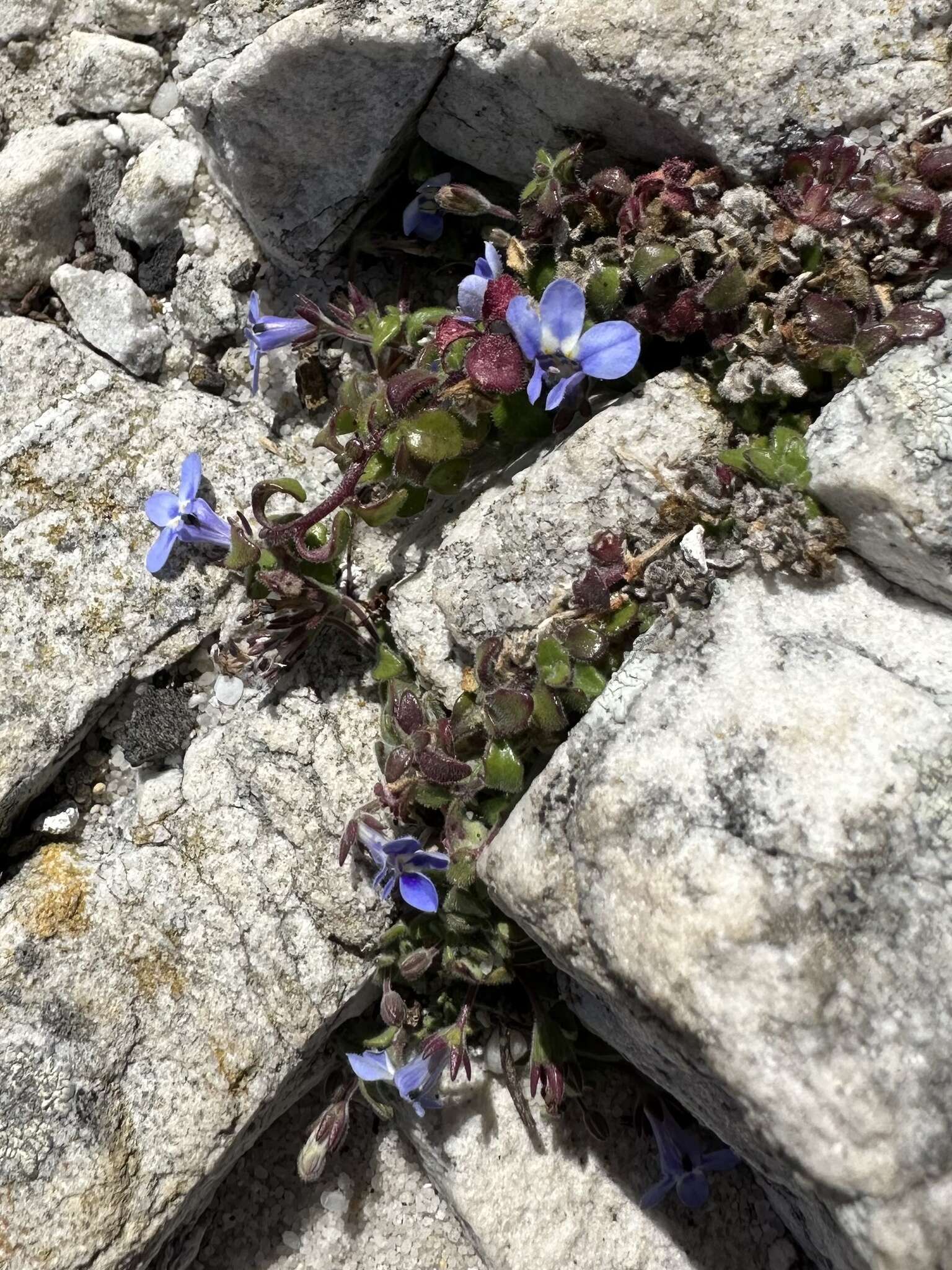 Image of Lobelia boivinii Sond.