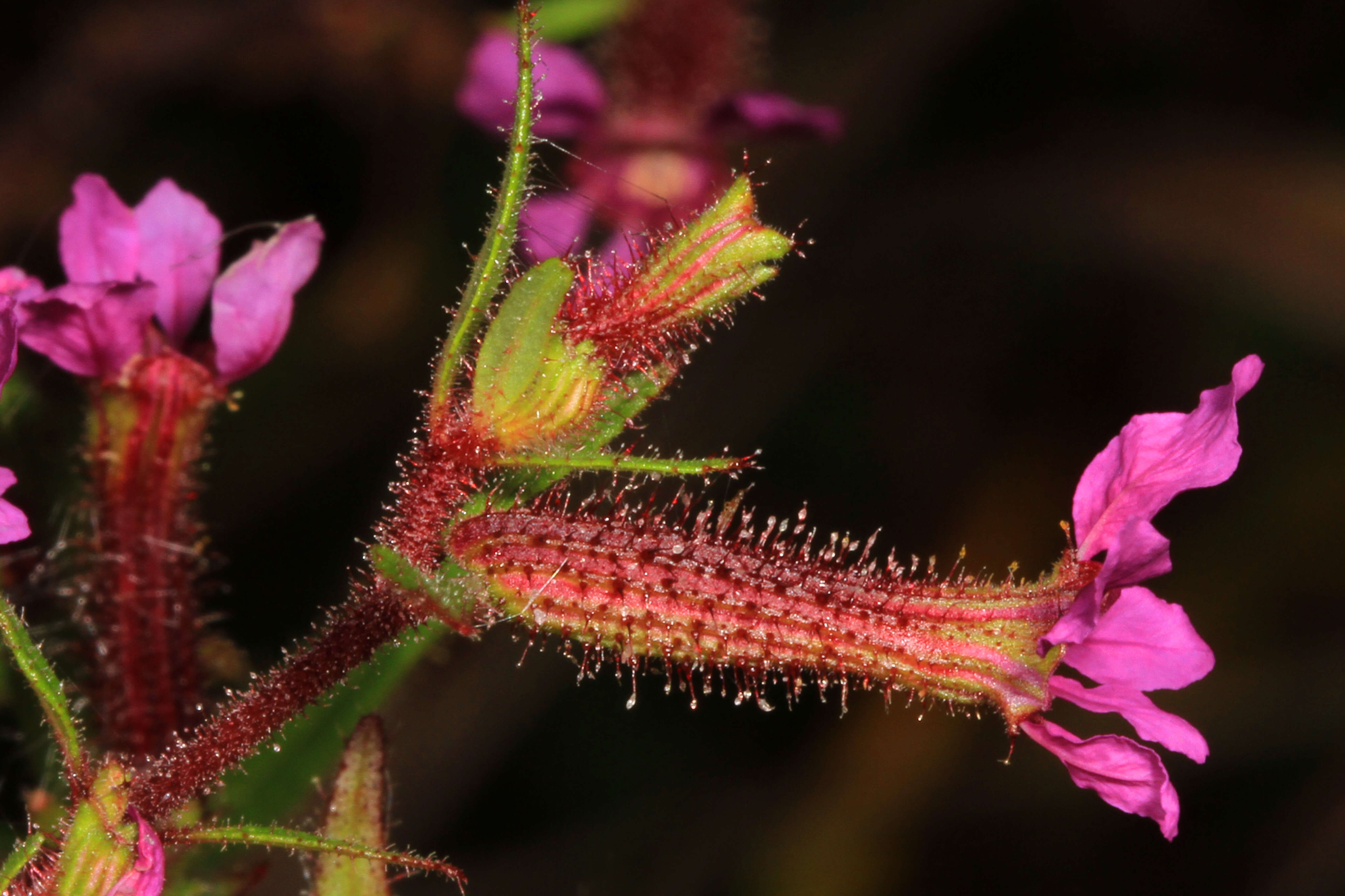 Image of blue waxweed