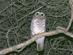 Image of White-browed Owl