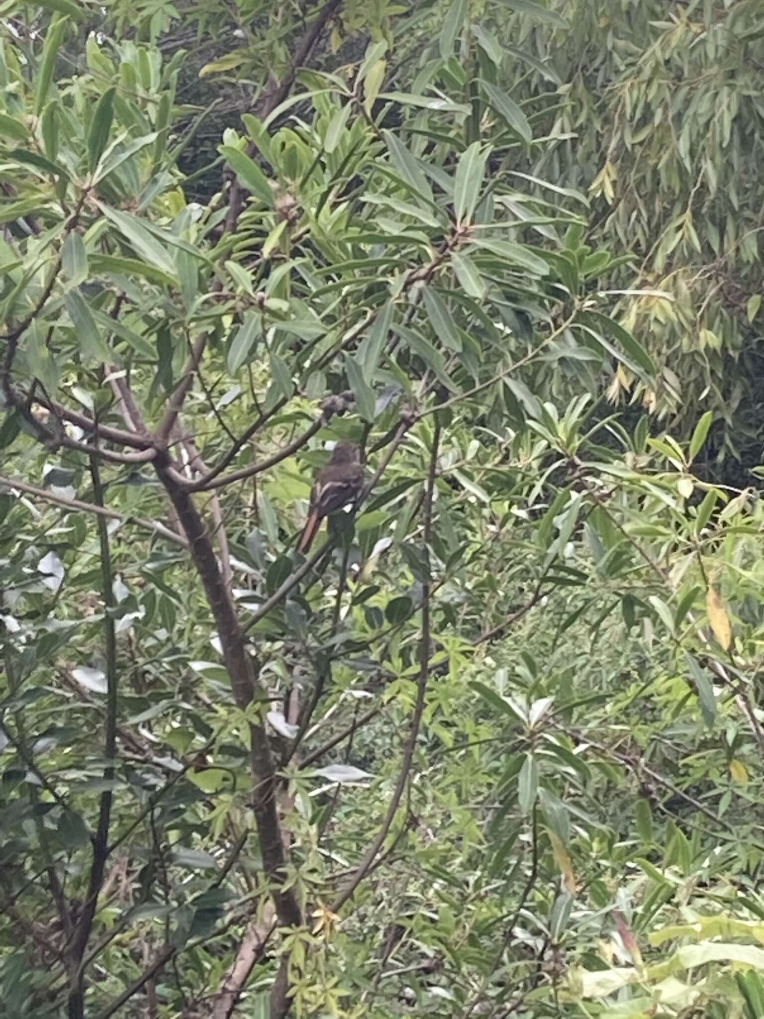 Image of Blue-billed Black Tyrant