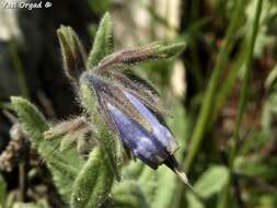 Plancia ëd Podonosma orientalis (L.) Feinbr.