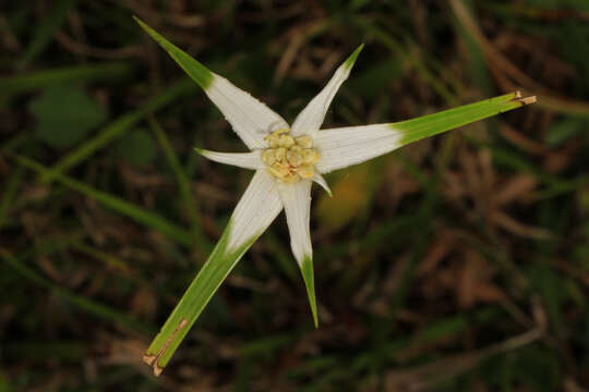 Image of starrush whitetop