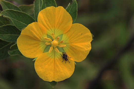 Image of Peruvian primrose-willow