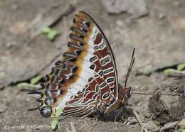 Image of Charaxes brutus angustus Rothschild 1900