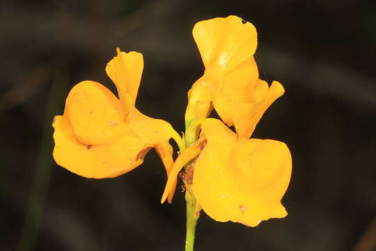 Image of horned bladderwort