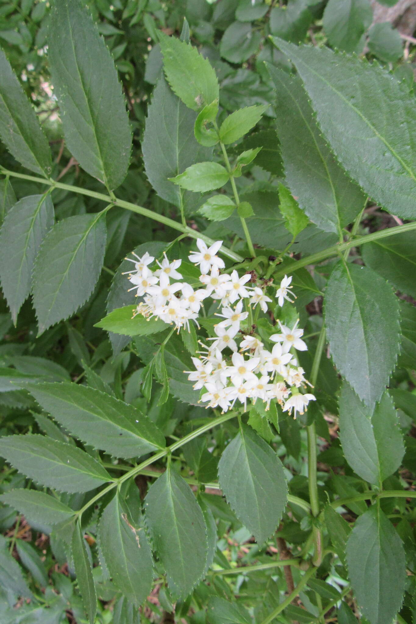 Image of Sambucus australis Cham. & Schltdl.