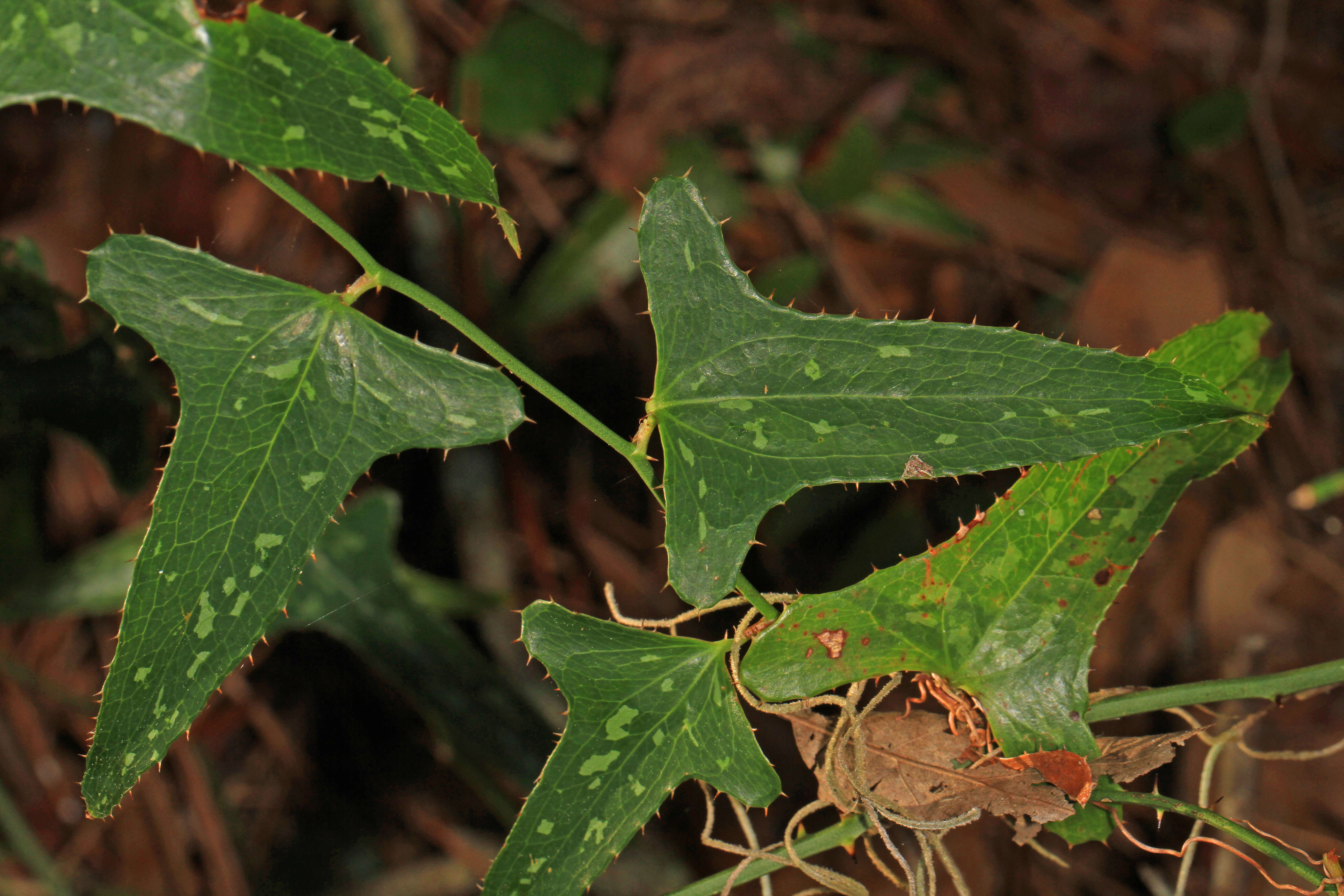 Smilax bona-nox L. resmi