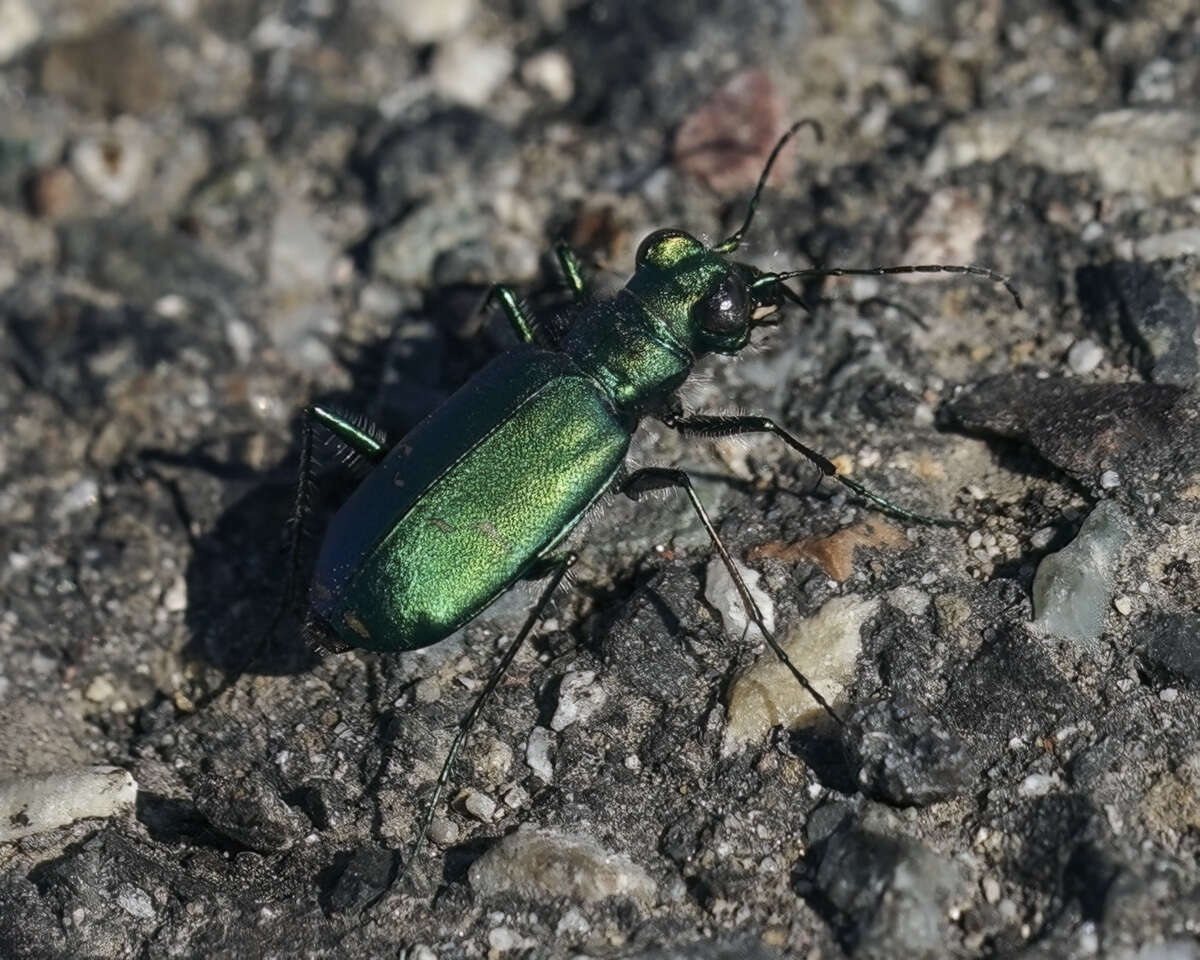 Image of Sagebrush Tiger Beetle