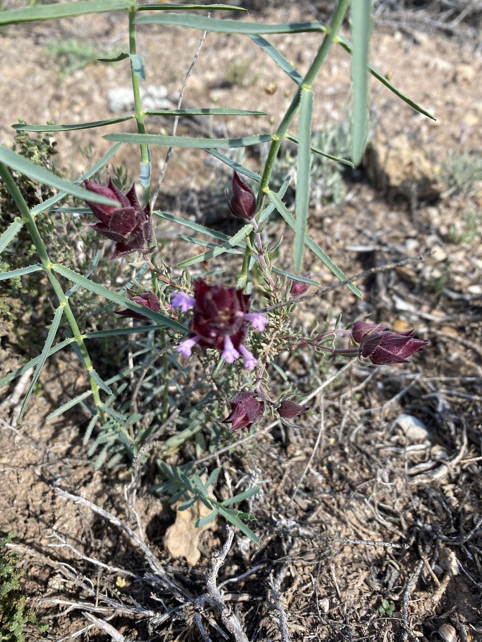 Image of Thymus moroderi Pau ex Martínez