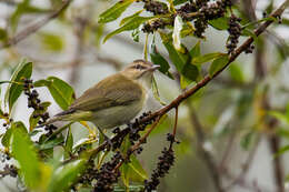 Image of Black-whiskered Vireo