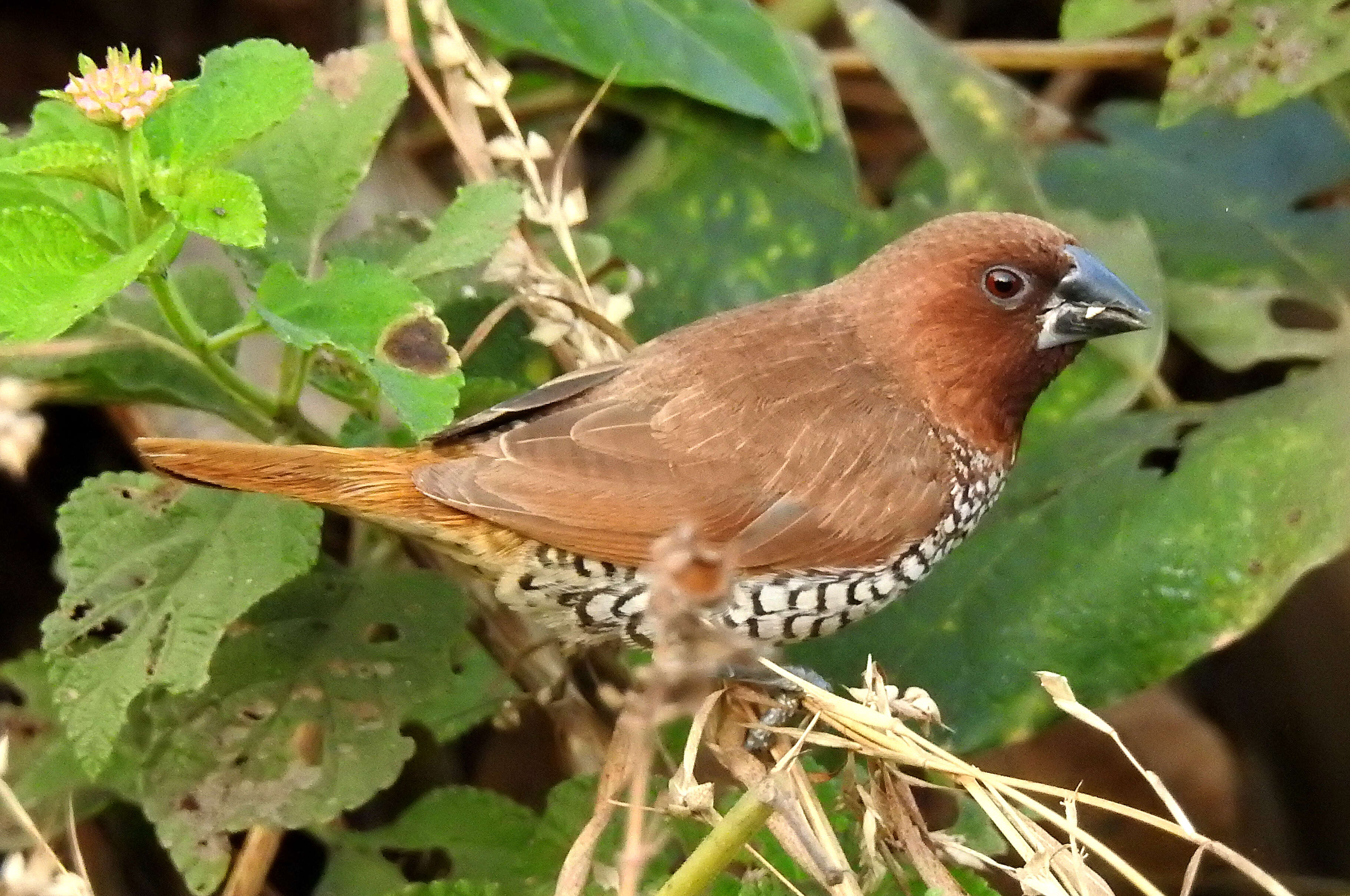 Image of Nutmeg Mannikin