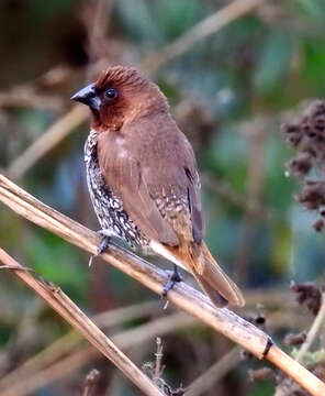 Imagem de Lonchura punctulata (Linnaeus 1758)