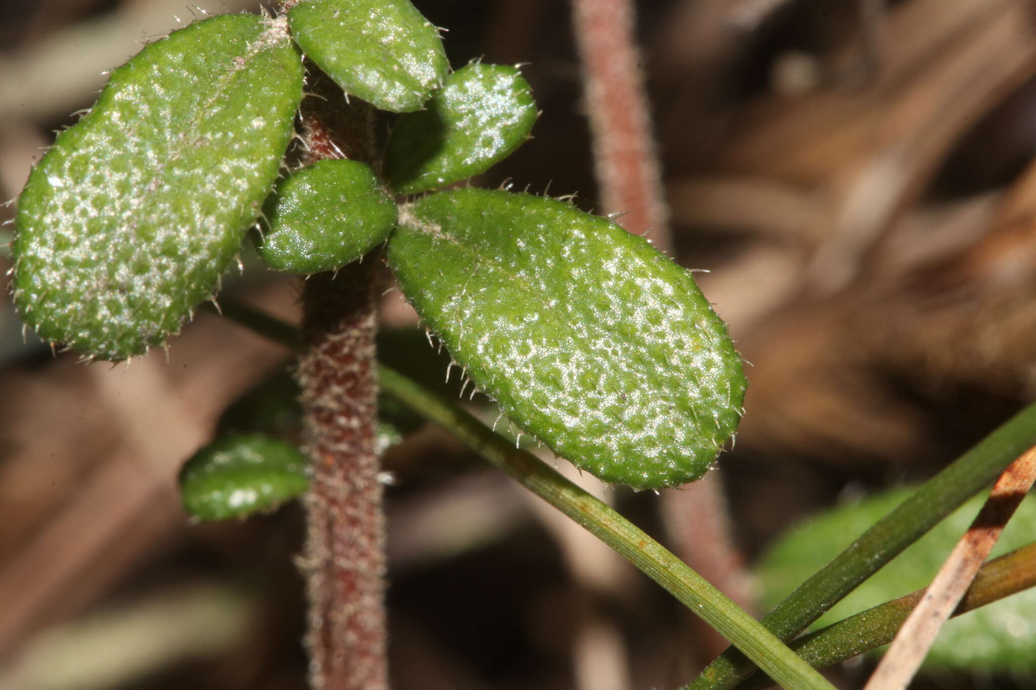 Image of Hibbertia aspera subsp. aspera