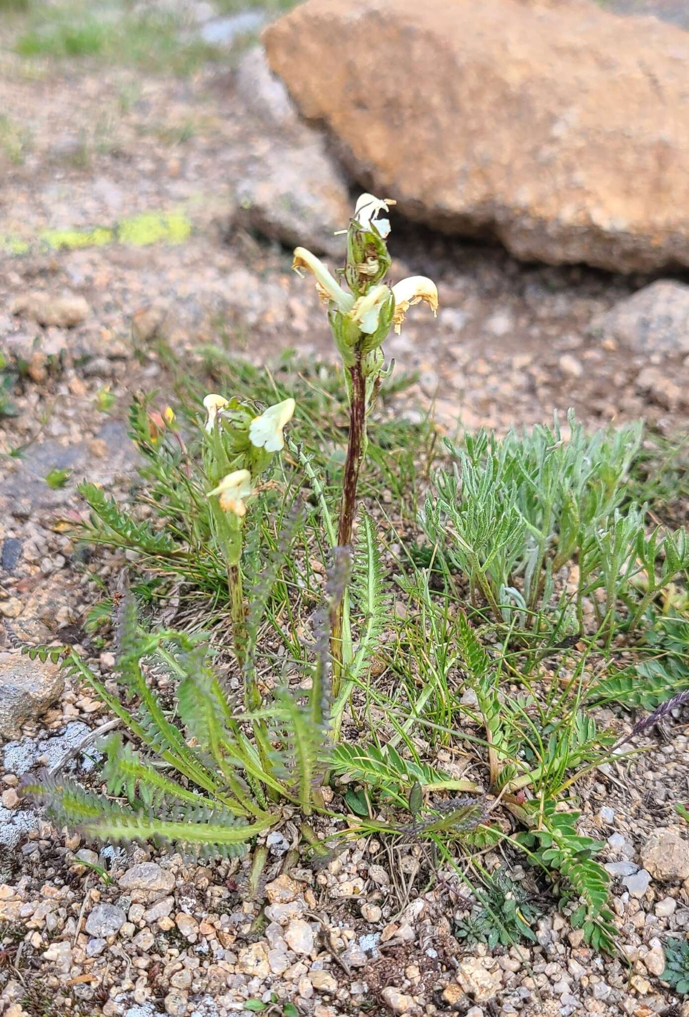 Image de Pedicularis parryi A. Gray