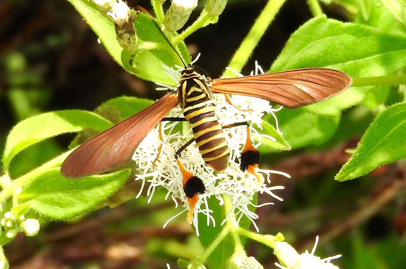 Image of Texas Wasp Moth