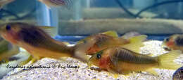 Image of green gold catfish
