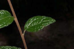 Brickellia secundiflora (Lag.) A. Gray的圖片