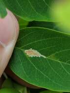 Image of Locust Digitate Leafminer