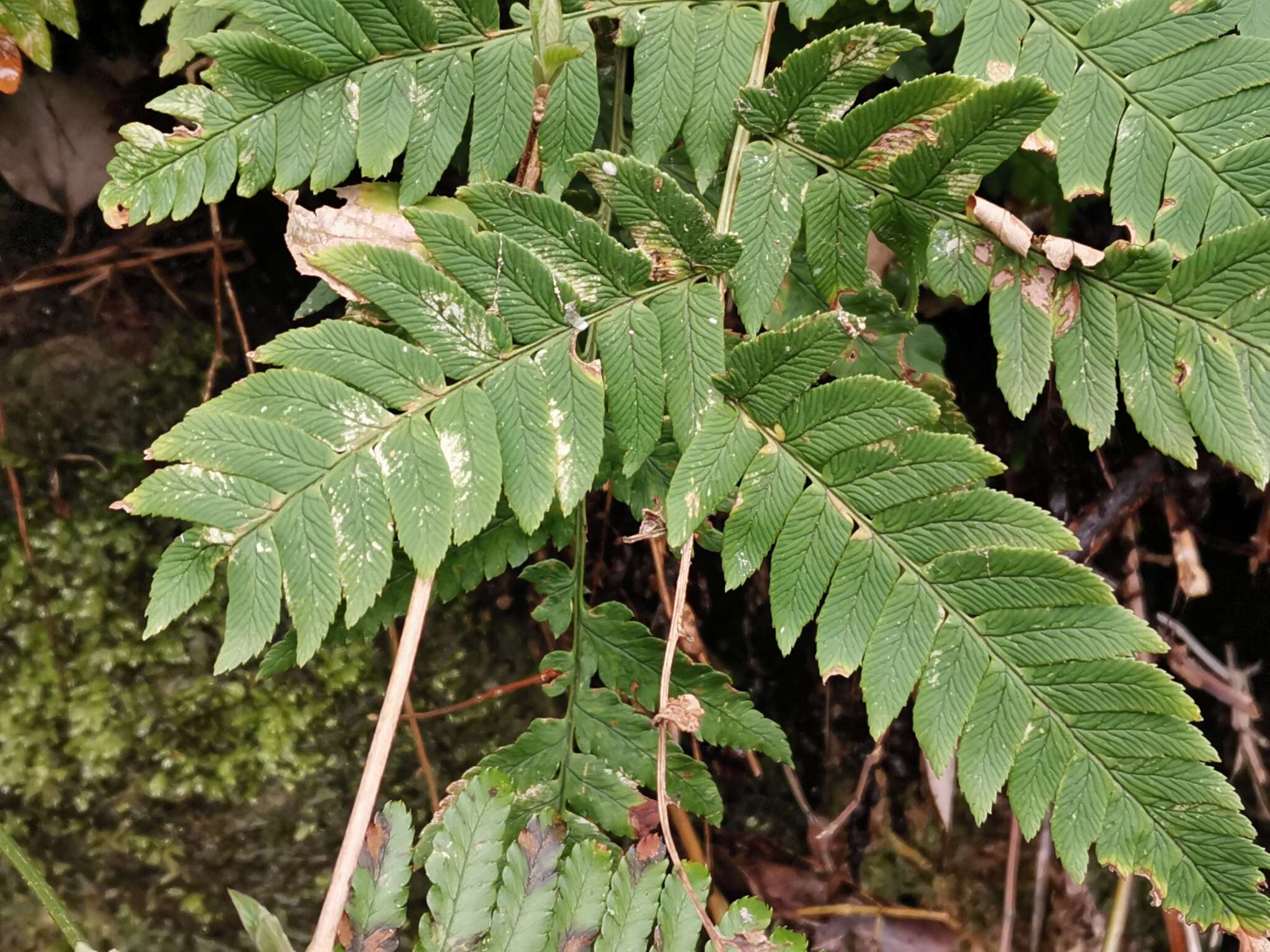 Image de Dryopteris lacera (Thunb.) Ktze.