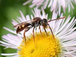 Nomada cuneata (Robertson 1903) resmi