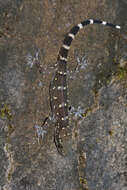 Hemidactylus prashadi Smith 1935 resmi