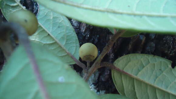 Image of Ilex brandegeeana Loes.