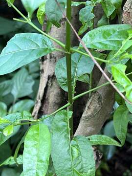 Image of Vangueria lasiantha (Sond.) Sond.