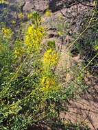 Image of Chiricahua Mountain Stinkweed