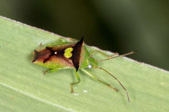 صورة Sastragala versicolor Distant 1910