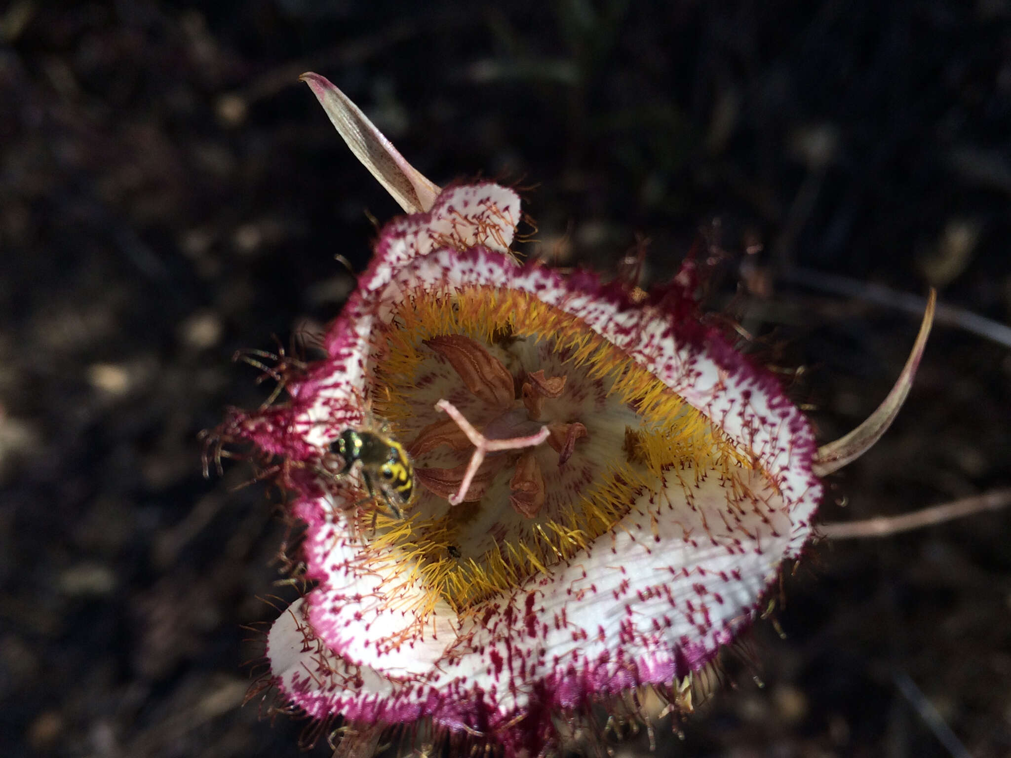 Calochortus fimbriatus H. P. McDonald resmi