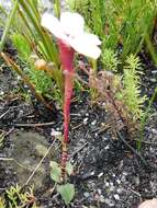 Image of Disa fasciata Lindl.