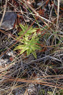 Image of yellow butterwort