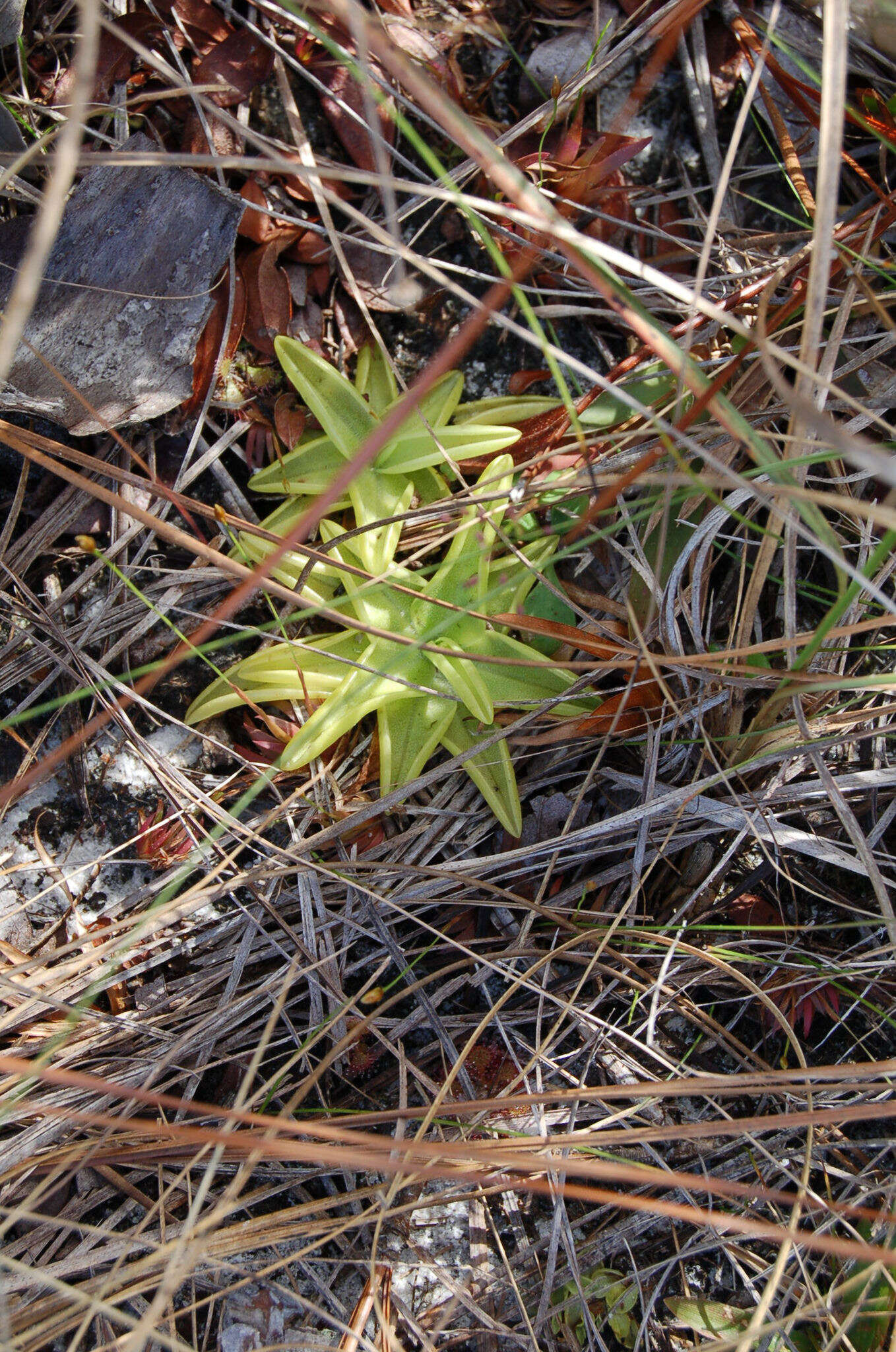 Image of yellow butterwort