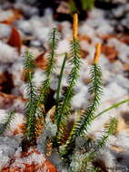 Image of Spinulum annotinum (L.) A. Haines