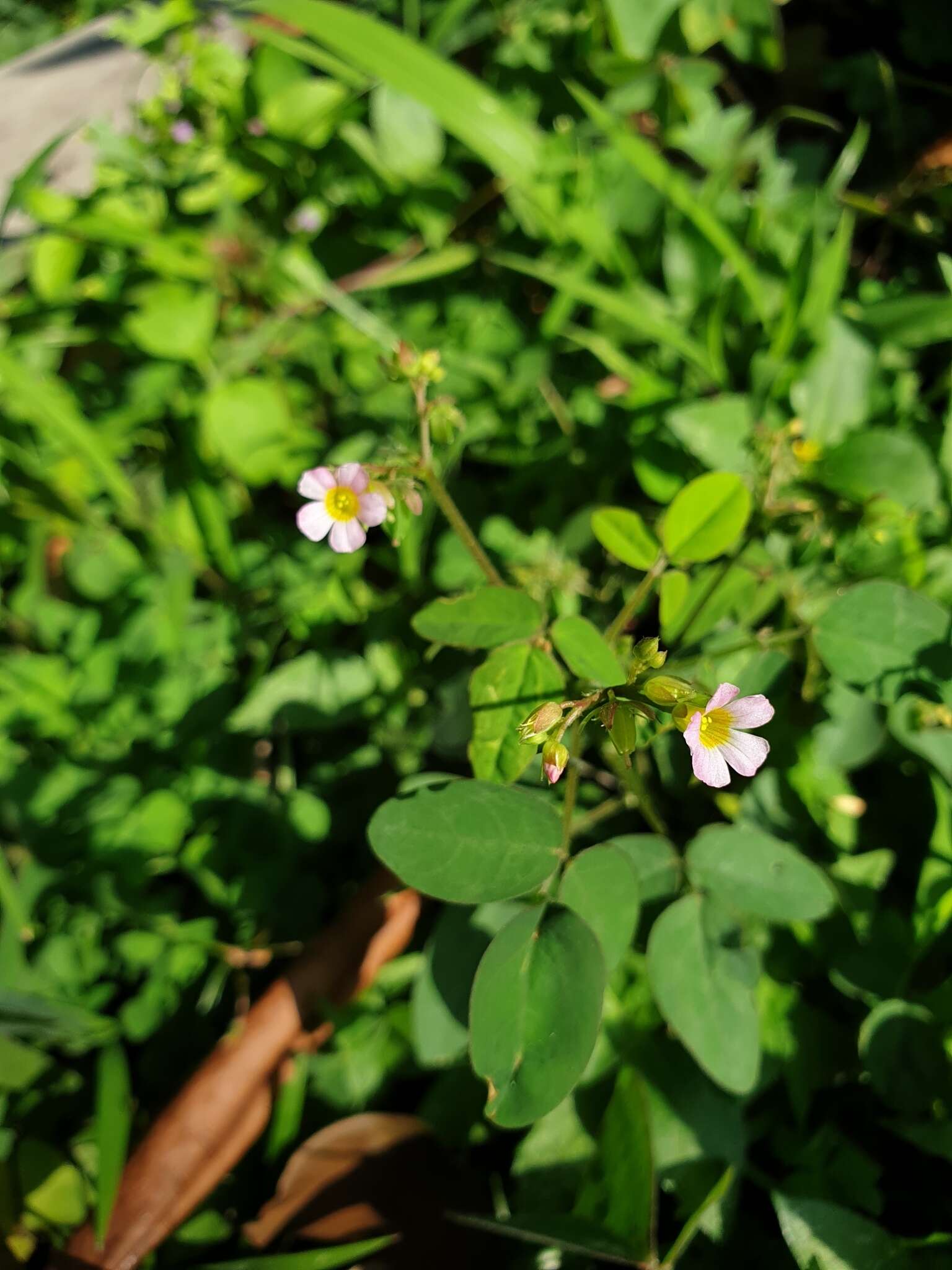 Sivun Oxalis barrelieri L. kuva