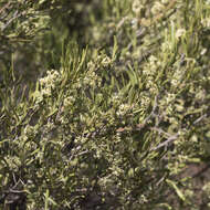 Sivun Geijera linearifolia (DC.) J. Black kuva