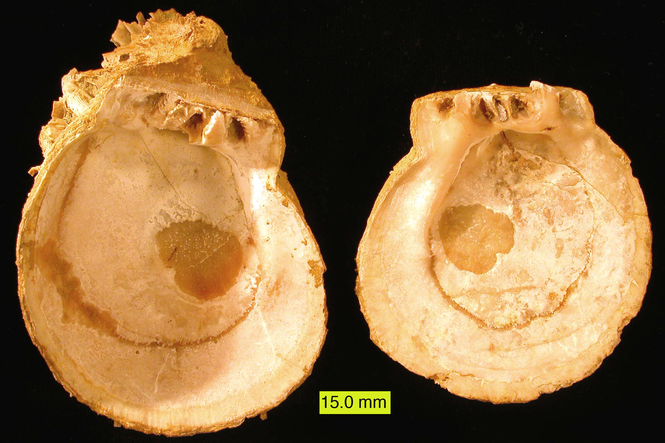 Image de Spondylidae Gray 1826