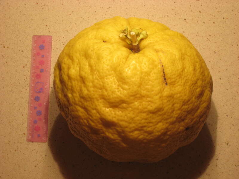 Image of Ponderosa lemon