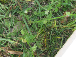 Image of knotted hedgeparsley