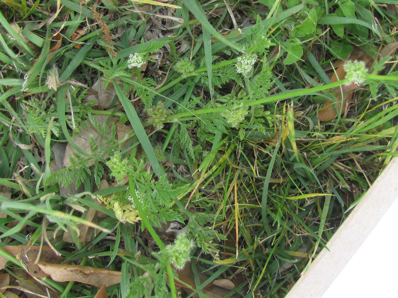 Image of knotted hedgeparsley