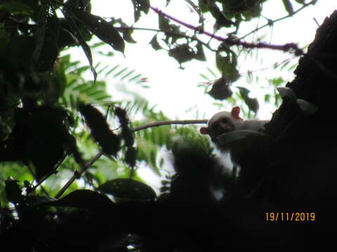 Image of silvery marmoset