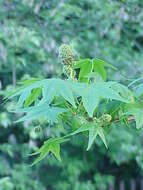 Image of American Sweetgum